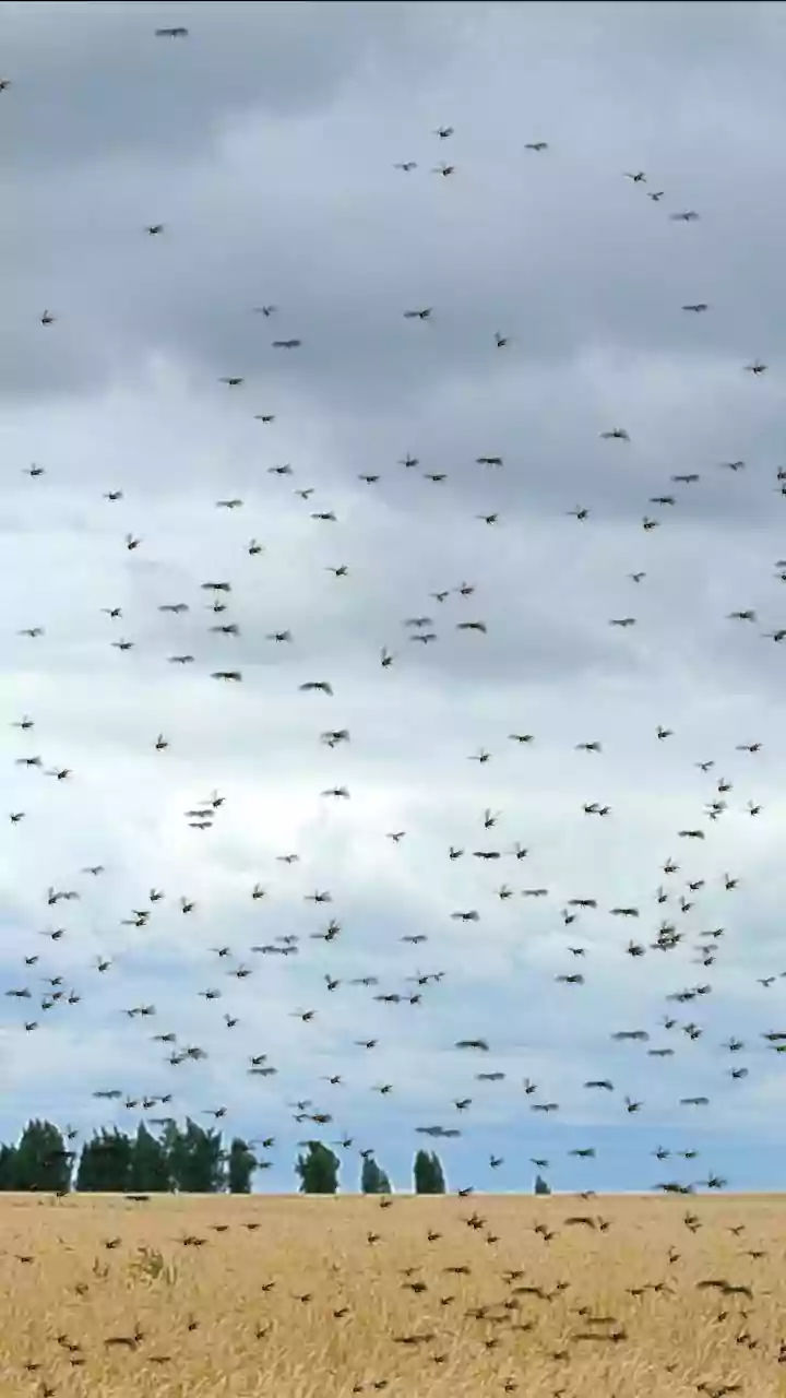 How Insects Use Polarised Sunlight Patterns To Maintain Straight Migration Lines Skyward
