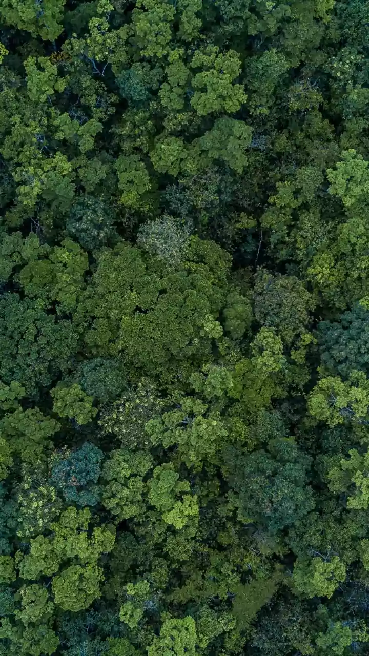 Nature lovers, this adventure is all about the treetops