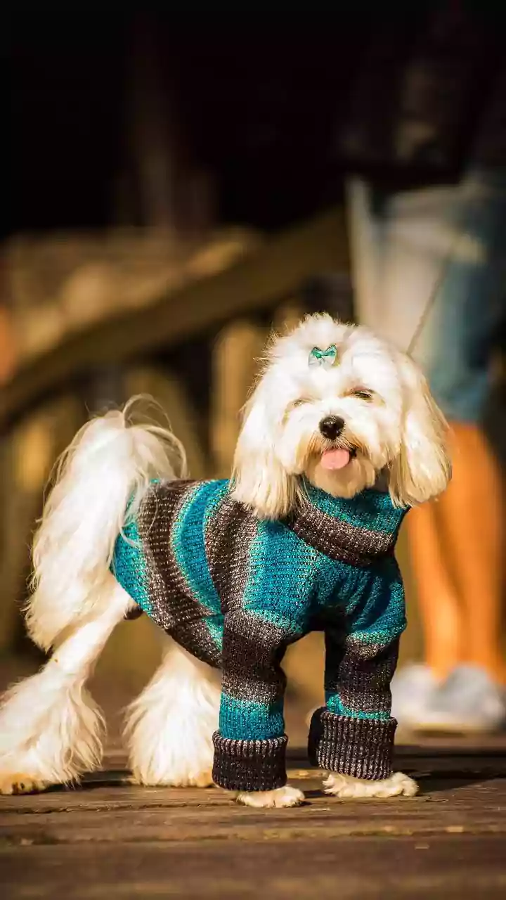 Cold nights spark rush for pet-friendly sweaters in markets