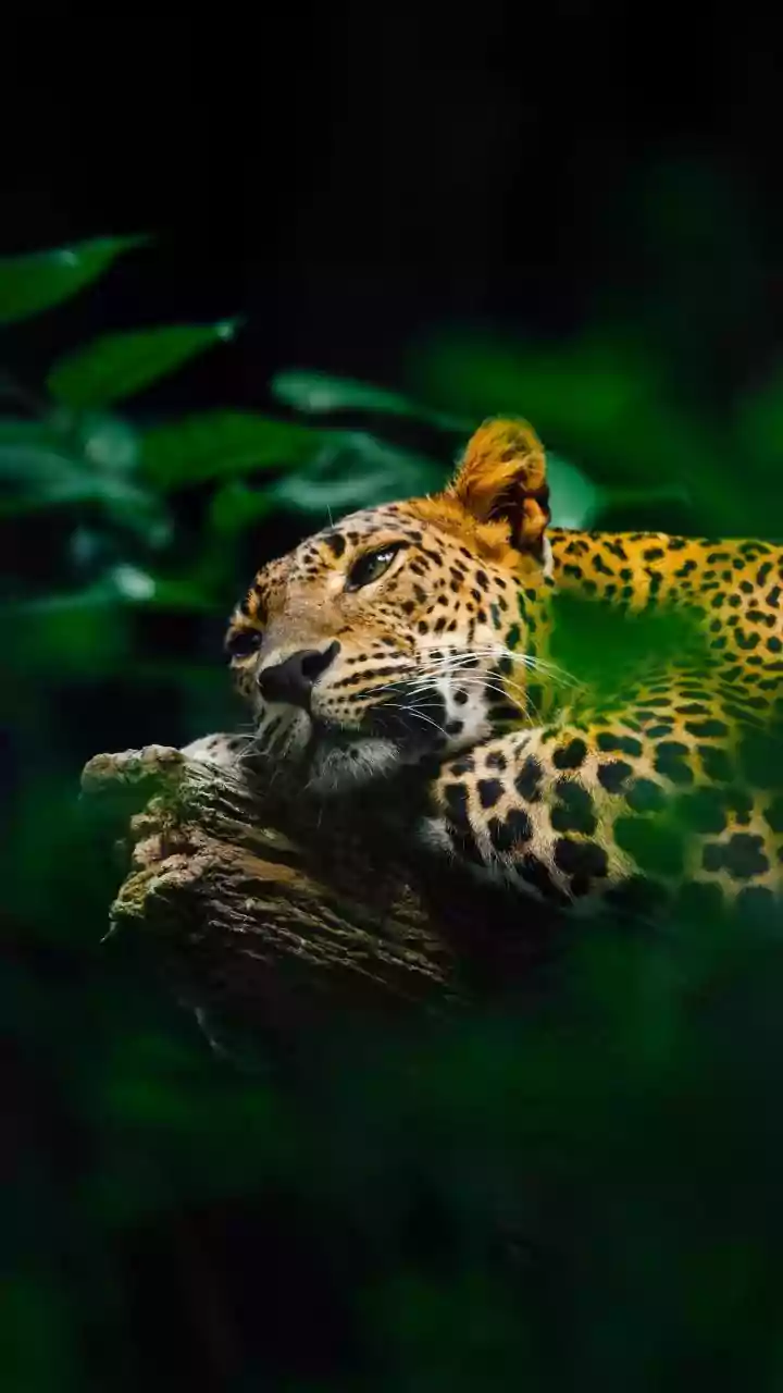 India's Top 5 Leopard Hotspots: Your Guide to Wild Cat Sightings