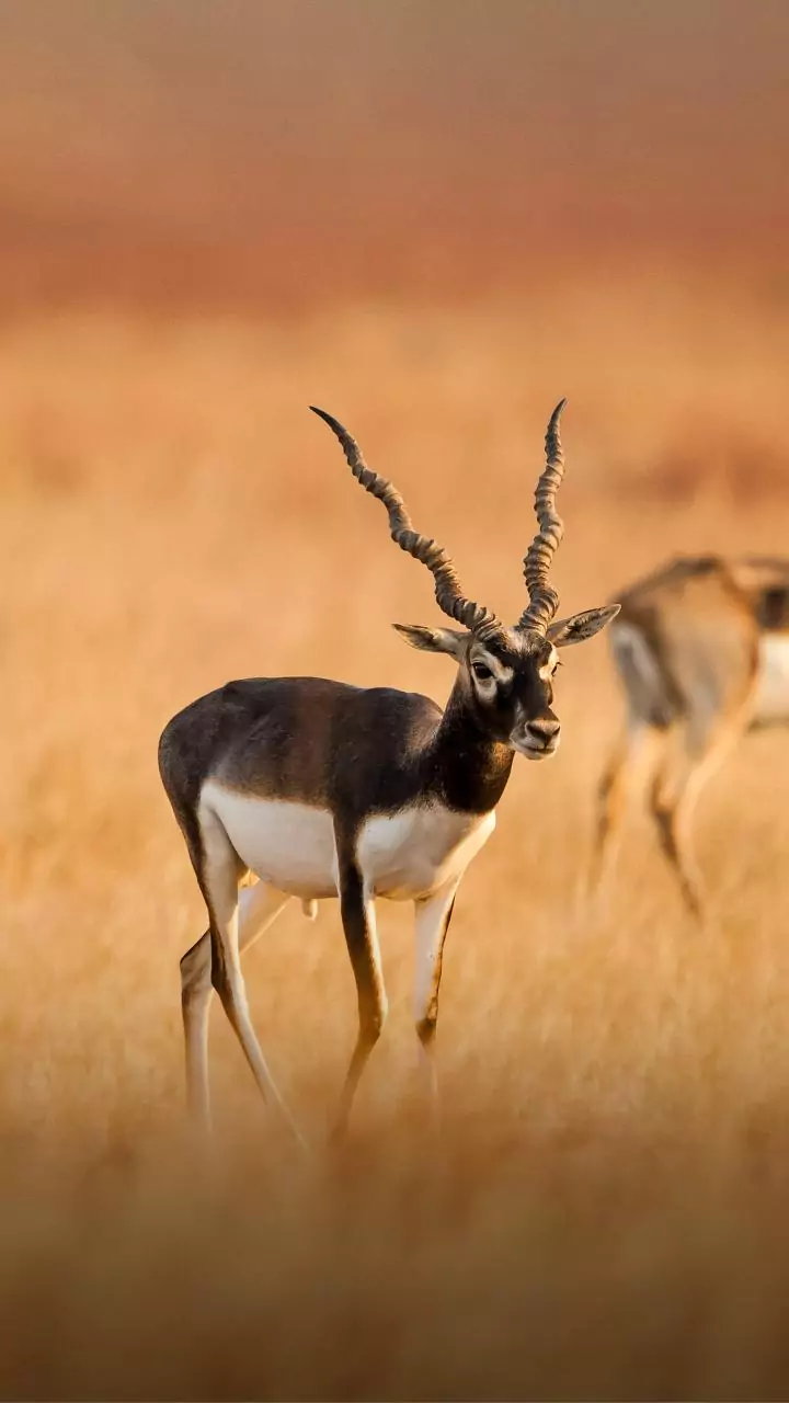 Three blackbucks found dead with gunshot wounds in Karnataka