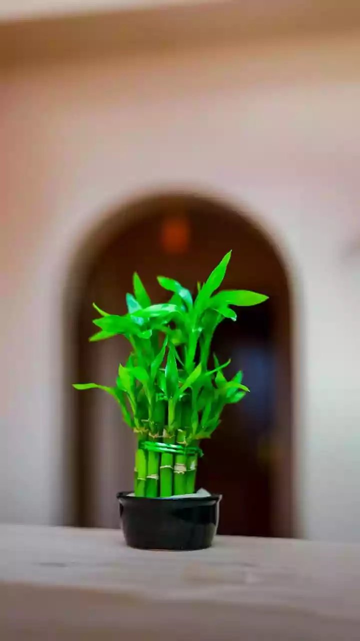 Bamboo, Jute And Plants Bring Calm Home
