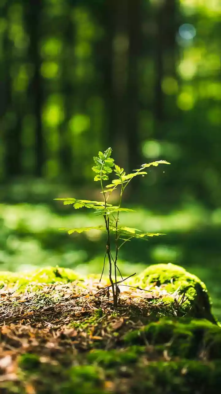 Forest Productivity Is Rising, But Warmer Years Still Suppress Plant Growth