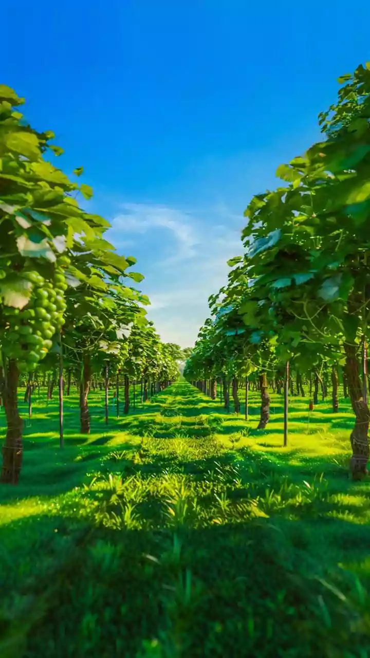 Are You Officially Into The 'Cuffing Season'? Time You Find Yourself A 'Green Forest'