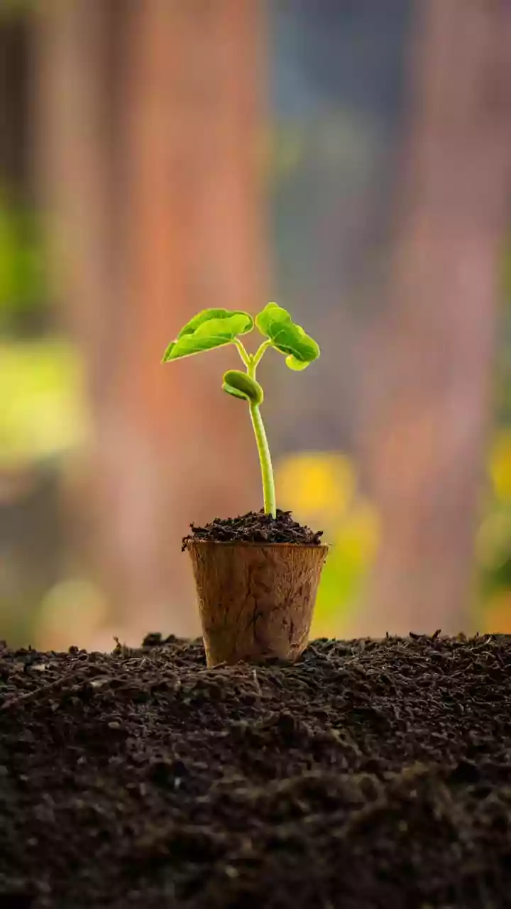 Sustainable Packaging Innovation: How Indian Startups Turn Algae Into Biodegradable Containers