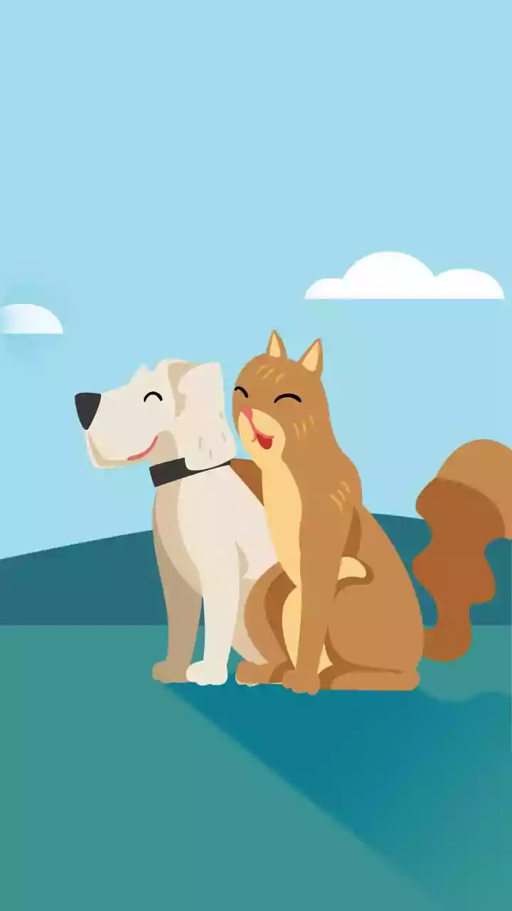 How Silent Oral Bacterial Infections In Pets Lead To Severe Systemic Illness If Overlooked