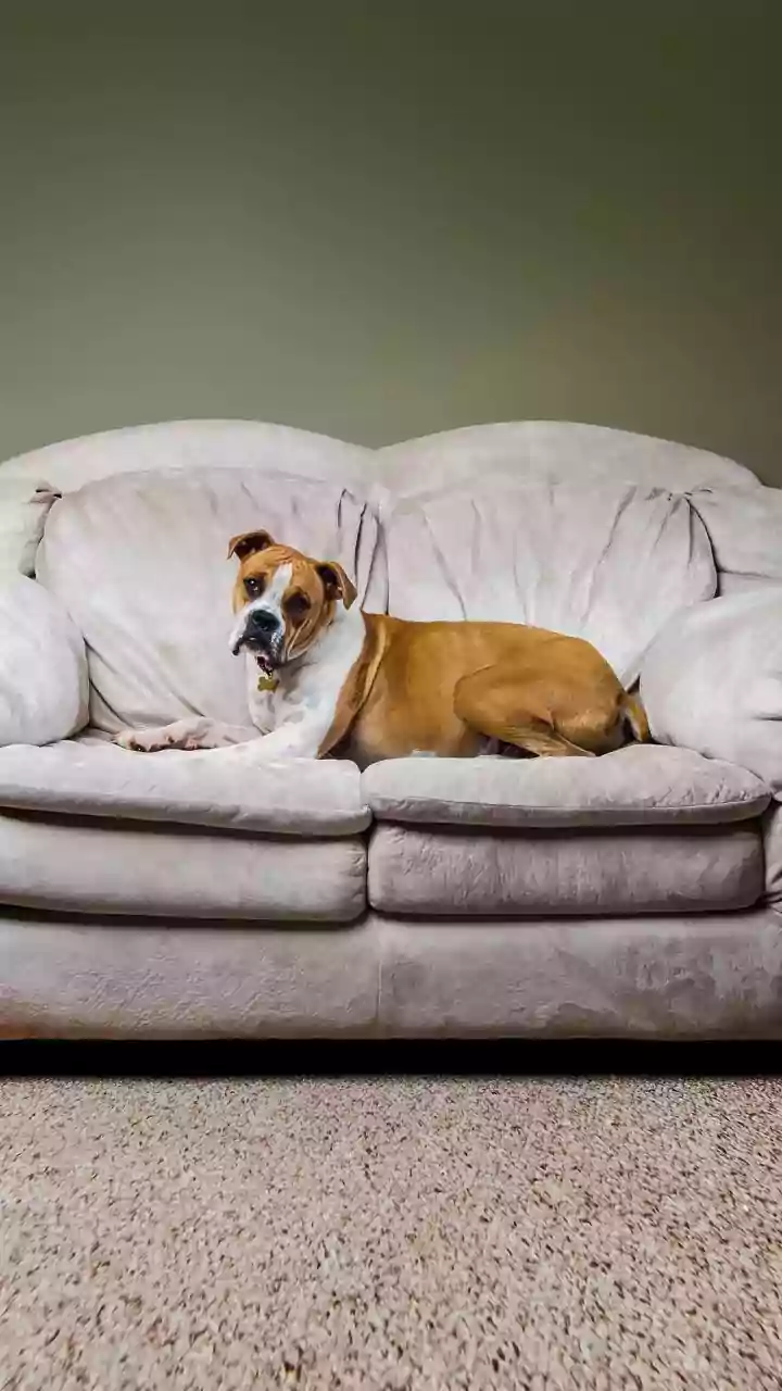 Wipe Spills Quickly Before Pets Can Step in Them