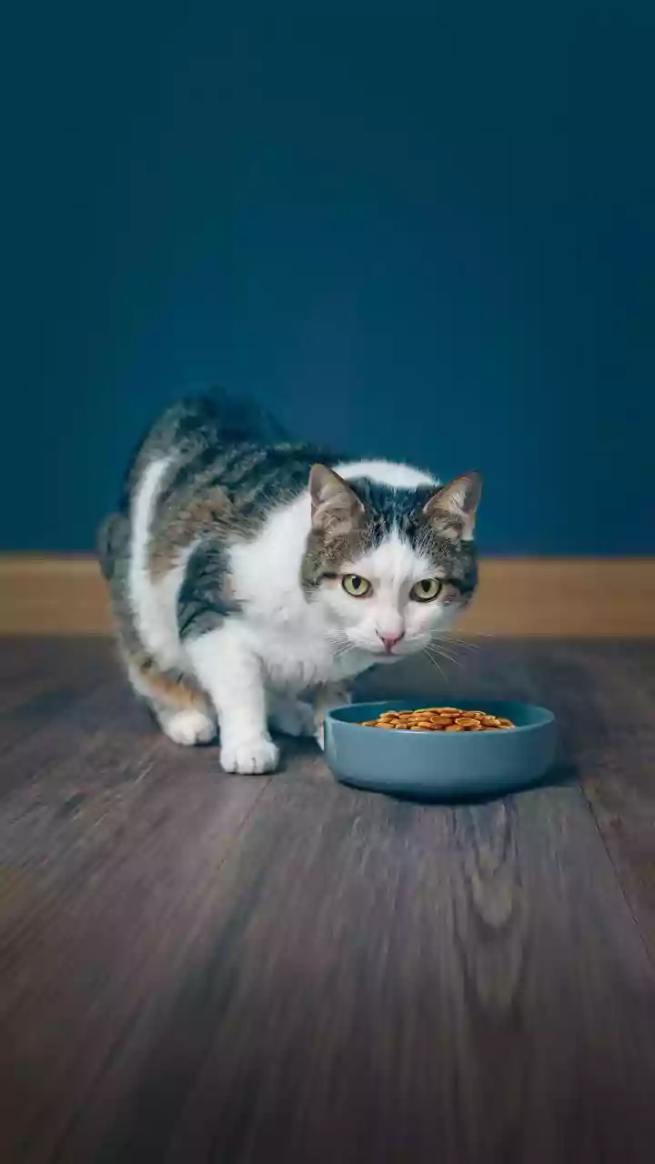 Beyond the Stereotypes: Debunking Common Animal Diet Myths