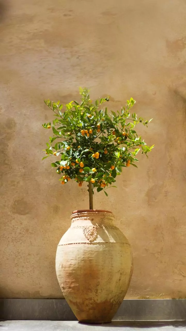 A árvore que perfuma todo o jardim e cresce perfeitamente em vaso