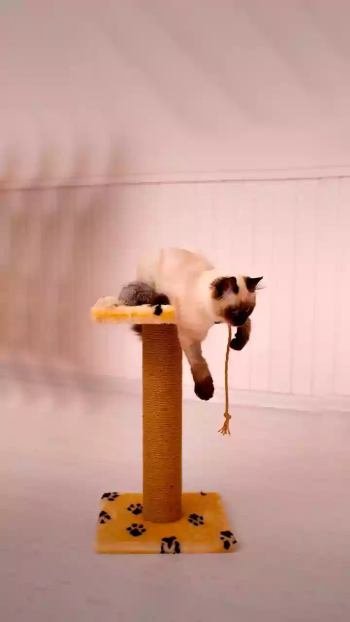Give Felines Safe Monsoon Birdwatching Views Via Multi Level Perches