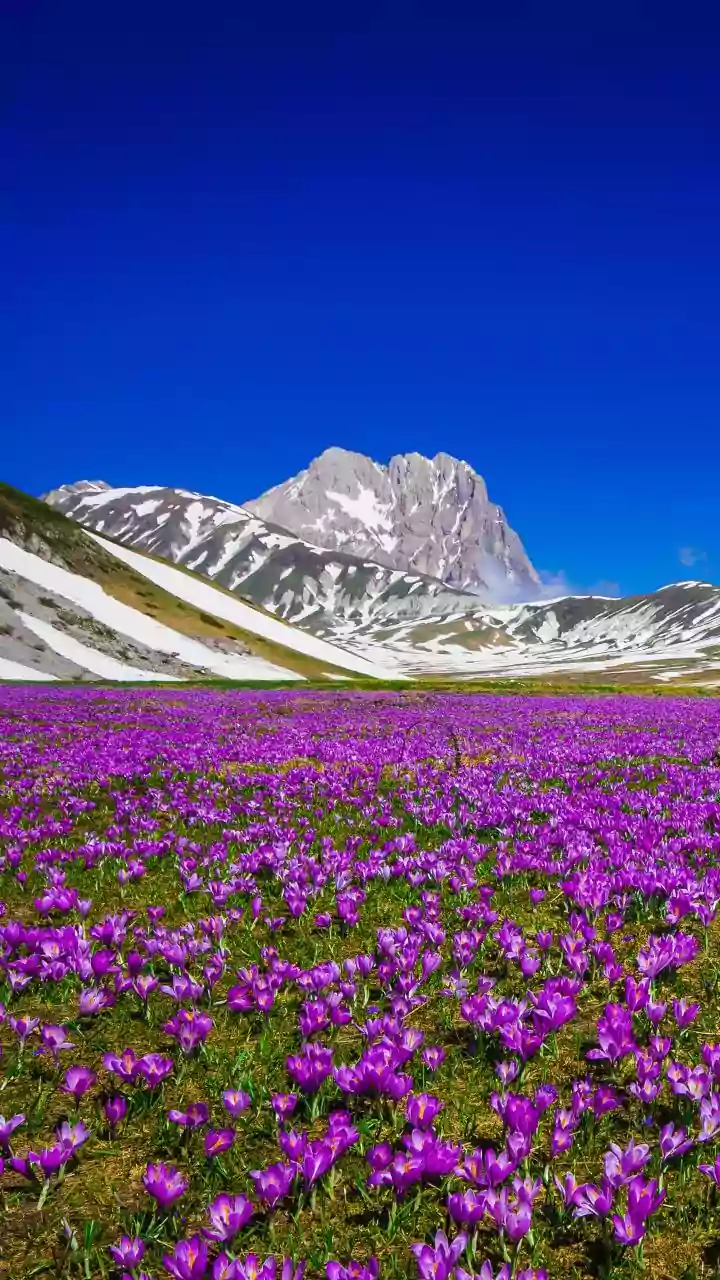 A ₹25,000 Fine Protects Neelakurinji Blooms Across the Nilgiris