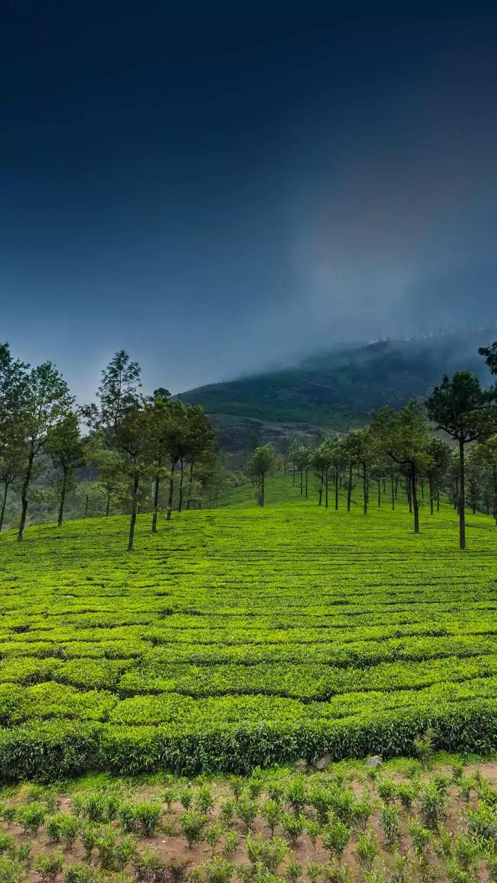 Rainy Coorg Is The New Slow-Travel Plan