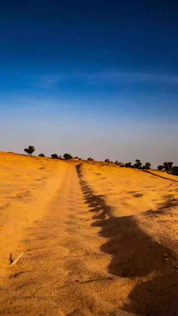 The Role of Native Grasses in Sustaining Rajasthan's Thar Desert