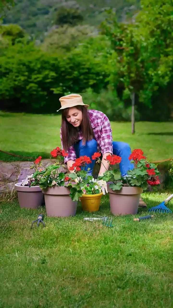 Home Gardeners Need a Clearer View of Container Depth after the Start of August Sowing