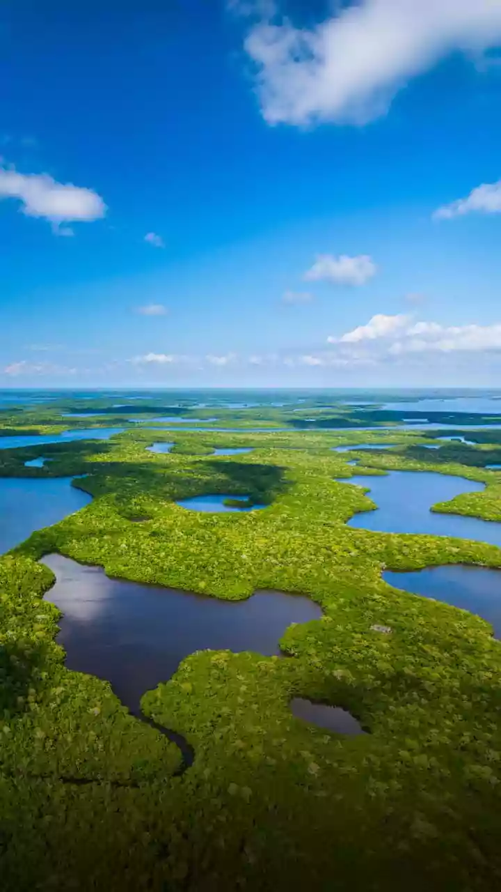 Everglades: os incríveis pântanos selvagens da Flórida