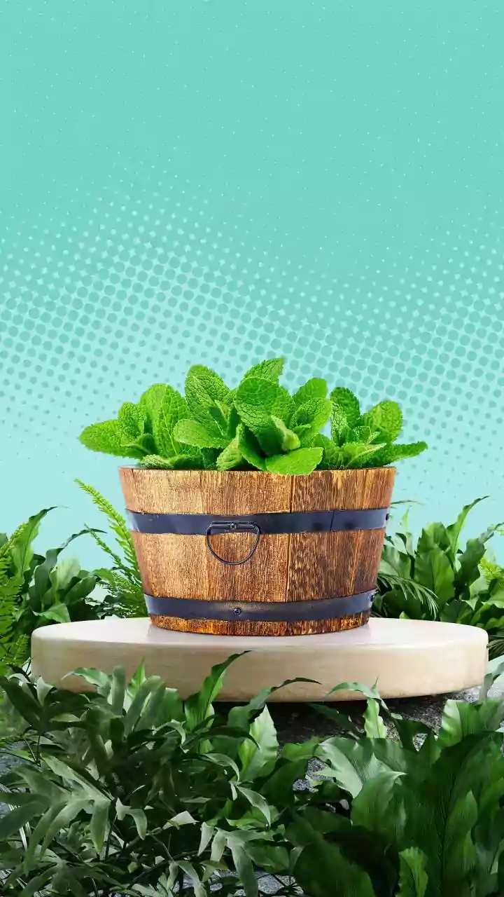 Balcony Herb Gardens Offer A Simple Way To Grow Fresh Ingredients At Home