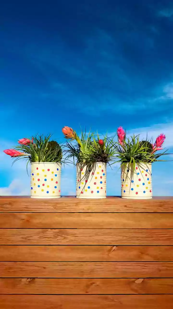 Pollinator Balconies Need Native Flowers, Water And Pesticide-Free Care