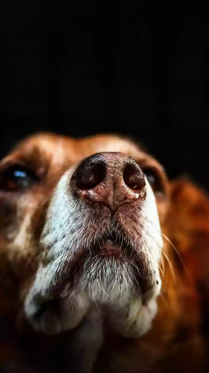 Scientists using brain scans find dogs distinguish 5 facial emotions
