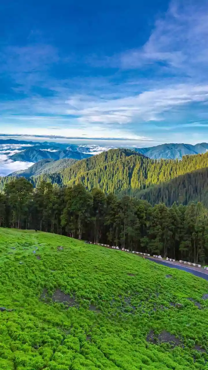 India's Forests Could Experience New Ecological Changes As Rainfall Evolves