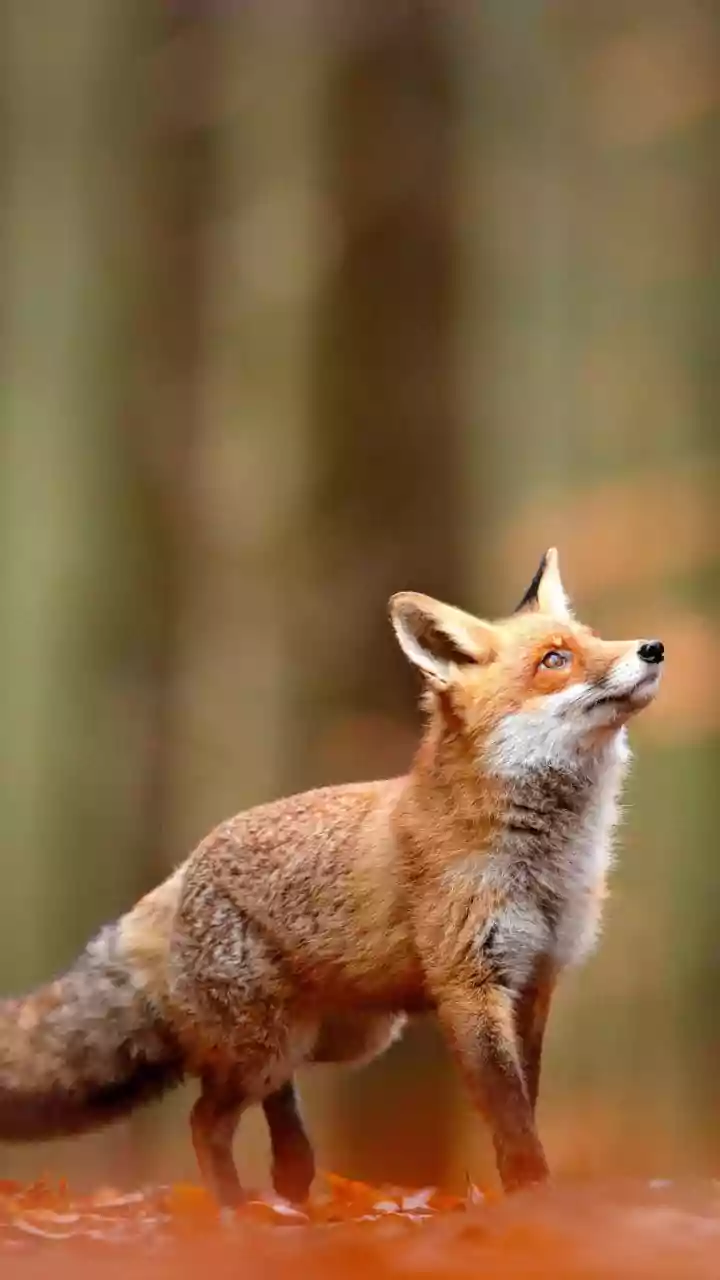 Thane: Wild Fox Falls Into Open Water Tank In Shil Area, Rescued After One-Hour Operation