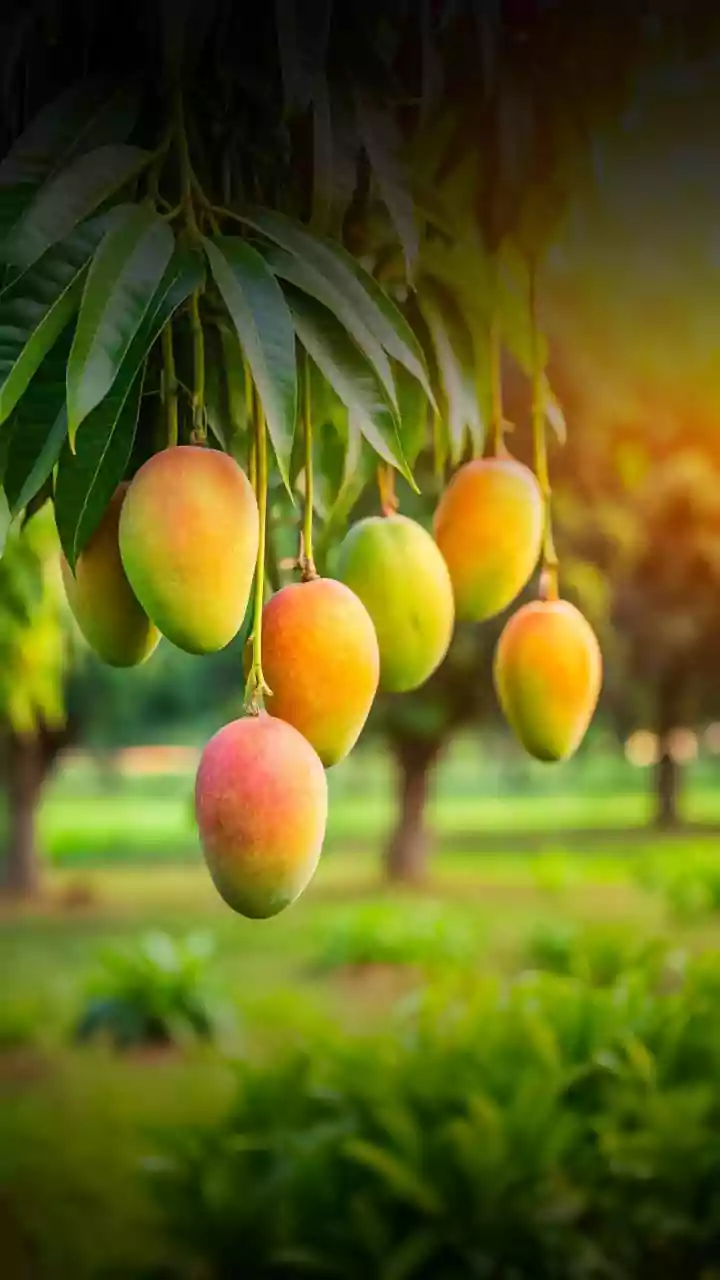 Unseasonal Rainfall's Impact: India's Mango Crisis