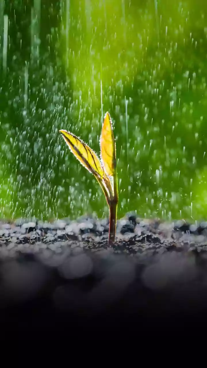 Jharkhand Hit by Heavy Rain; More Expected