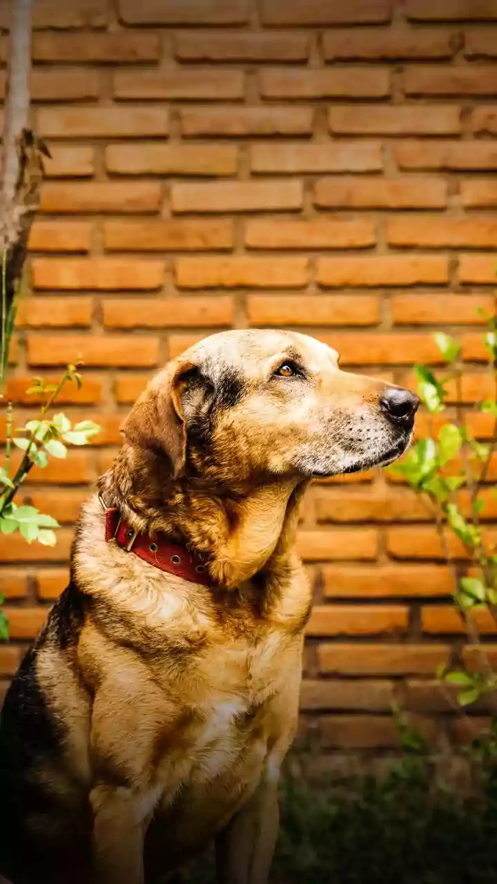 México reconhece'cachorro caramelo'como uma raça oficial do país