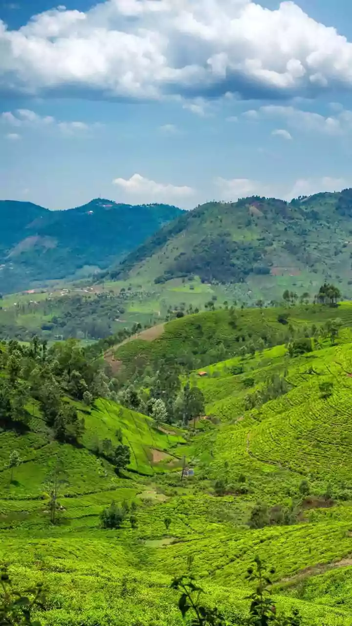 Rwanda's Tea Plantations: An Unforgettable Mountain Biking Adventure Awaits