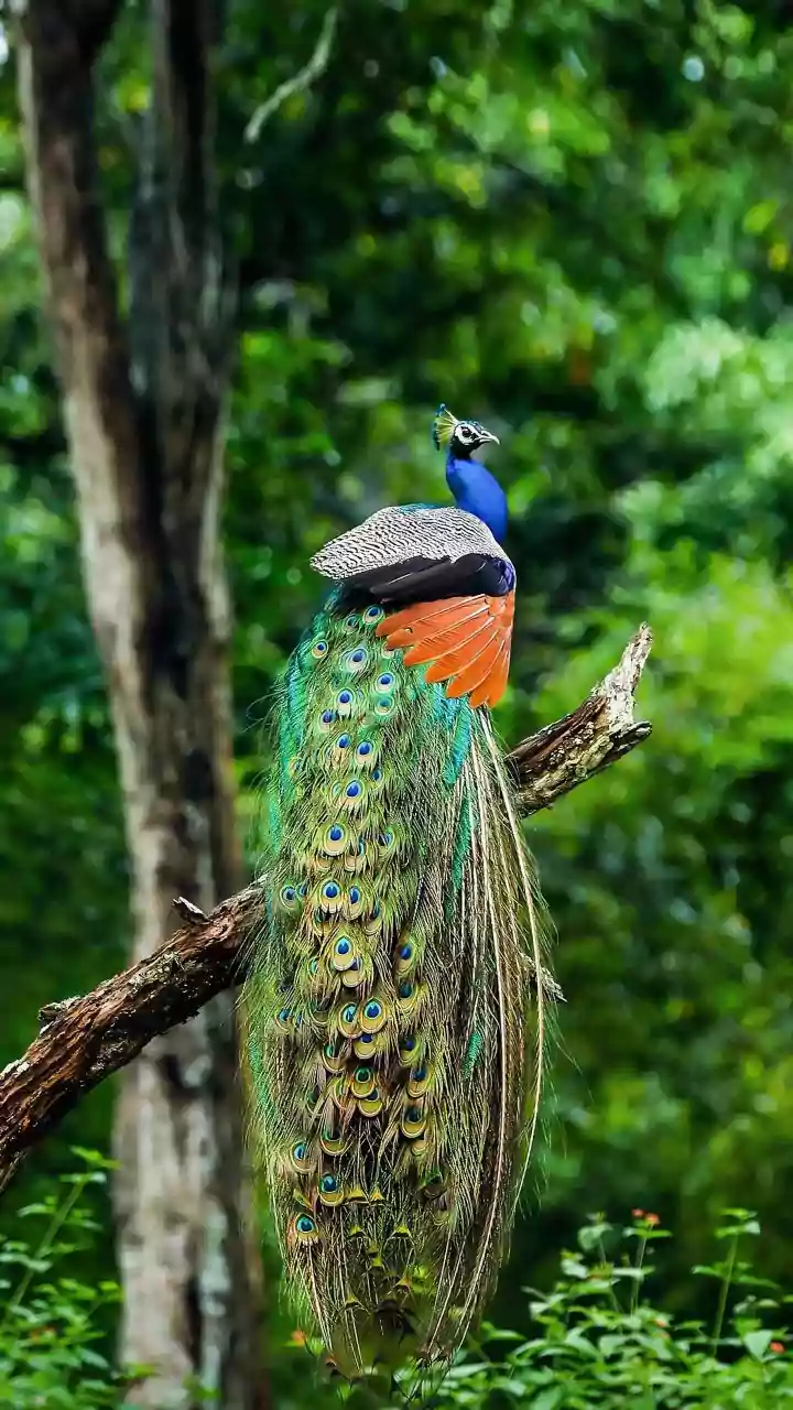 How India's Forest Biodiversity Could Respond To Changing Rainfall Conditions