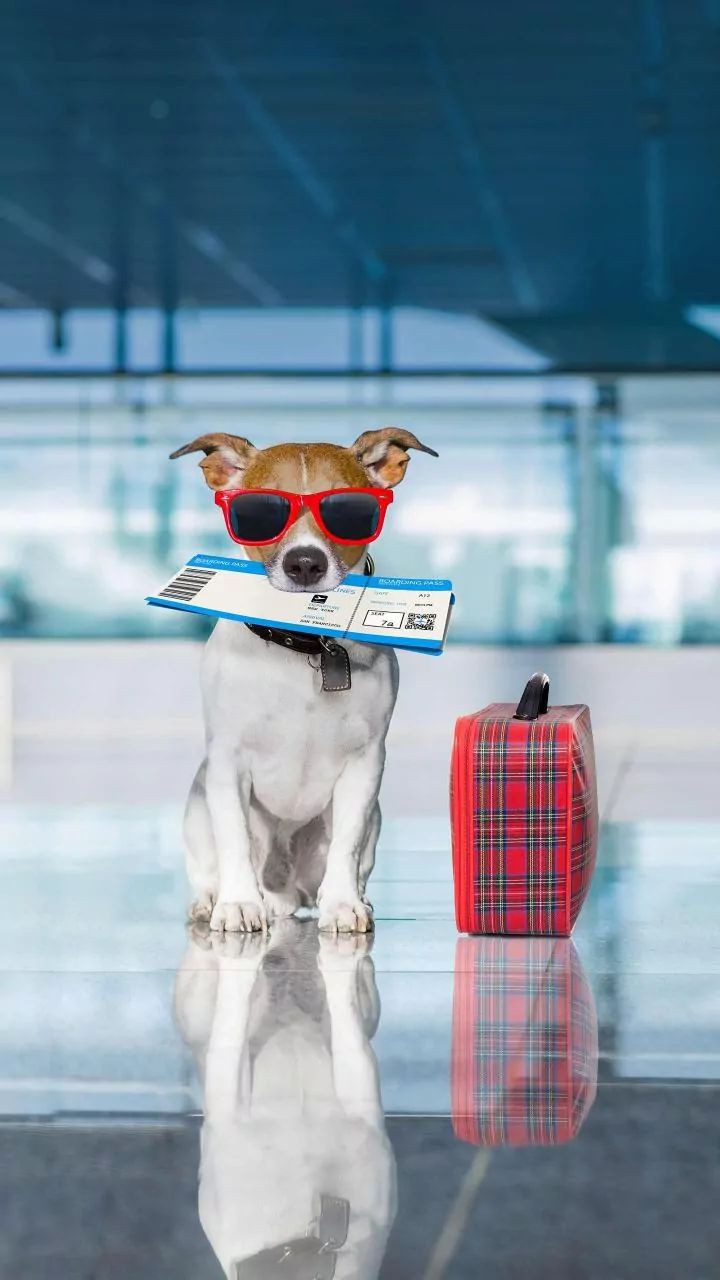 Why You Should Confirm a Hotel's Pet Policy Before Paying a Deposit