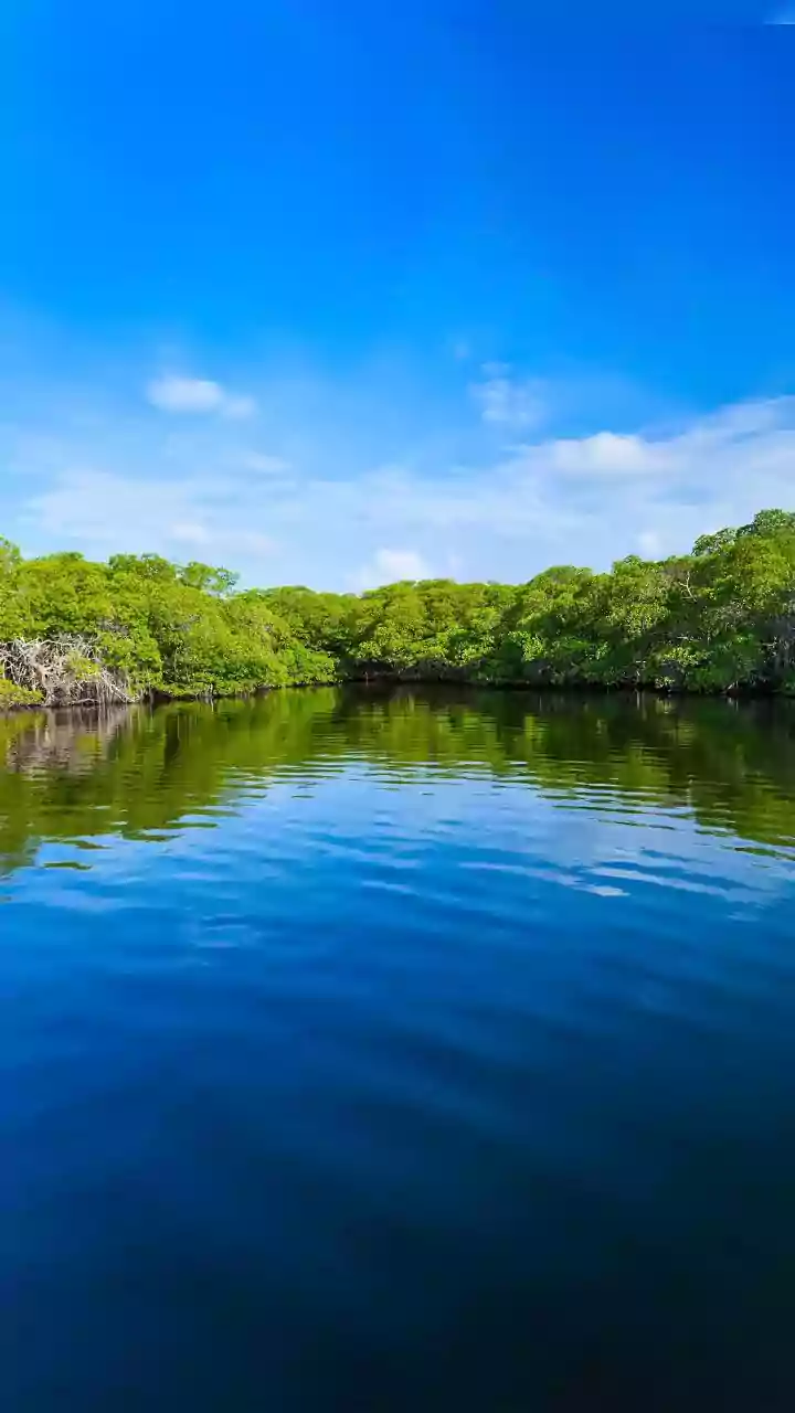 How High-Resolution Satellite Imaging Maps Mangrove Health For Carbon Capture Metrics