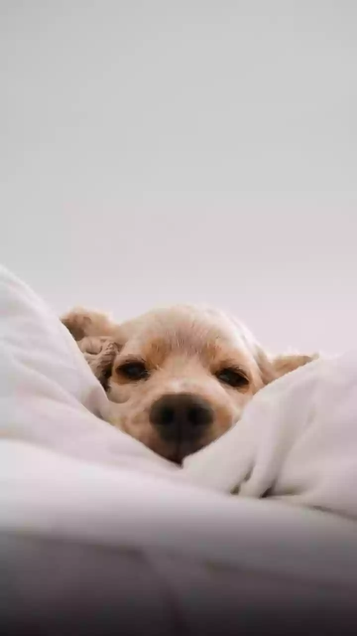 Dormir com o pet pode ser prejudicial? Veja o que diz especialista