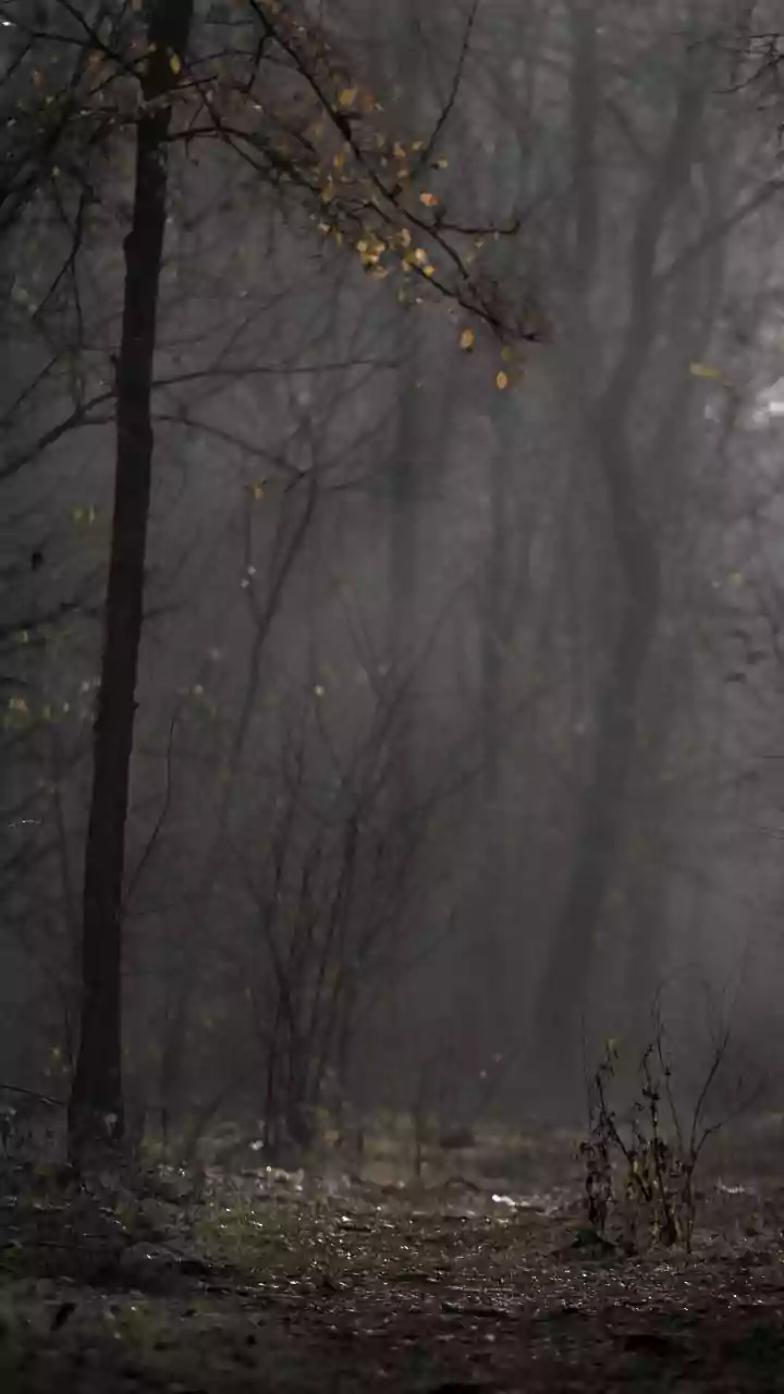 Madhya Pradesh December 27, 2025 Weather Update: Cold Wave Lowers Night Temperatures, Dense Fog Hits Gwalior–Chambal, Chilly Mornings Across Cities