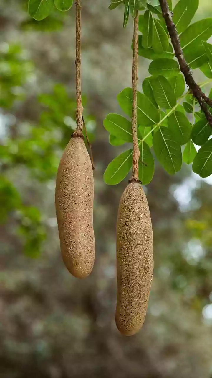 Why you should know about medlar fruit