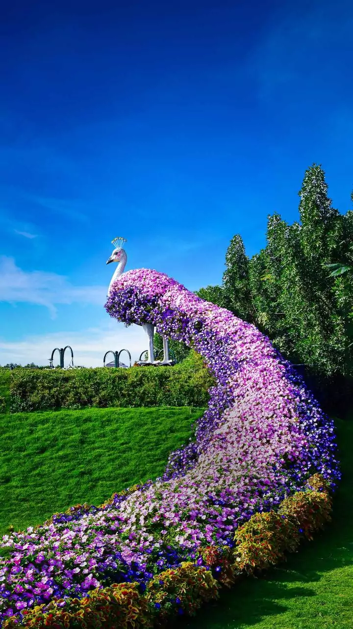 Ooty flower show to kick off on May 18, thousands of tourists expected