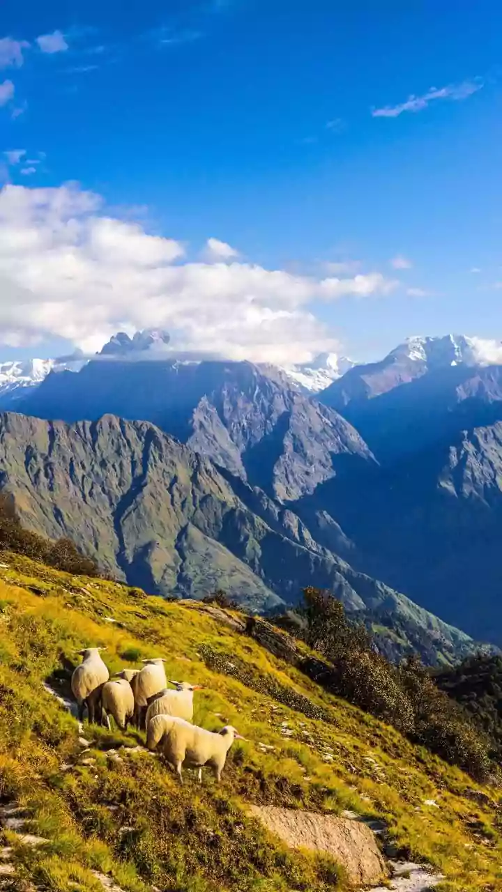 Paws, Peaks And Parties: Pet-Friendly Uttarakhand Mountain Escapes For New Year
