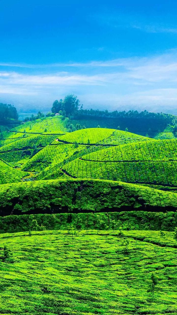 India's Global Harvest: A Deep Dive into the Foods We Lead the World In Producing