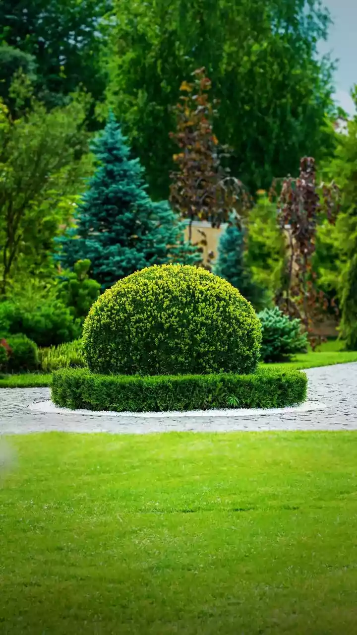 O arbusto parecido com chuva de flores que está dominando jardins