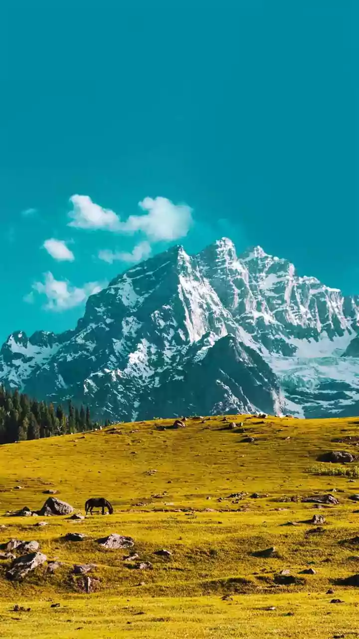 Why Hiking In Austria Offers Alpine Flower Meadows You Will Love
