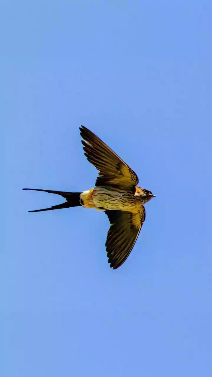 Global Report Makes Migratory Bird Flyways a Conservation Priority