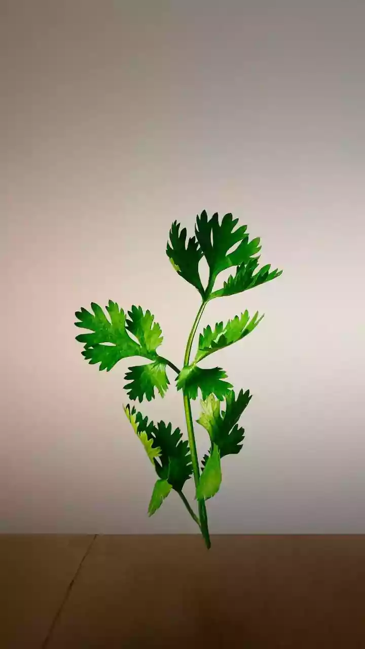 Zero waste cooking oils made from coriander and mint stems add great flavor