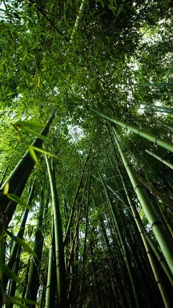 Kabini's Lush Rain-Fed Bamboo Groves Call For Low-Impact Safaris