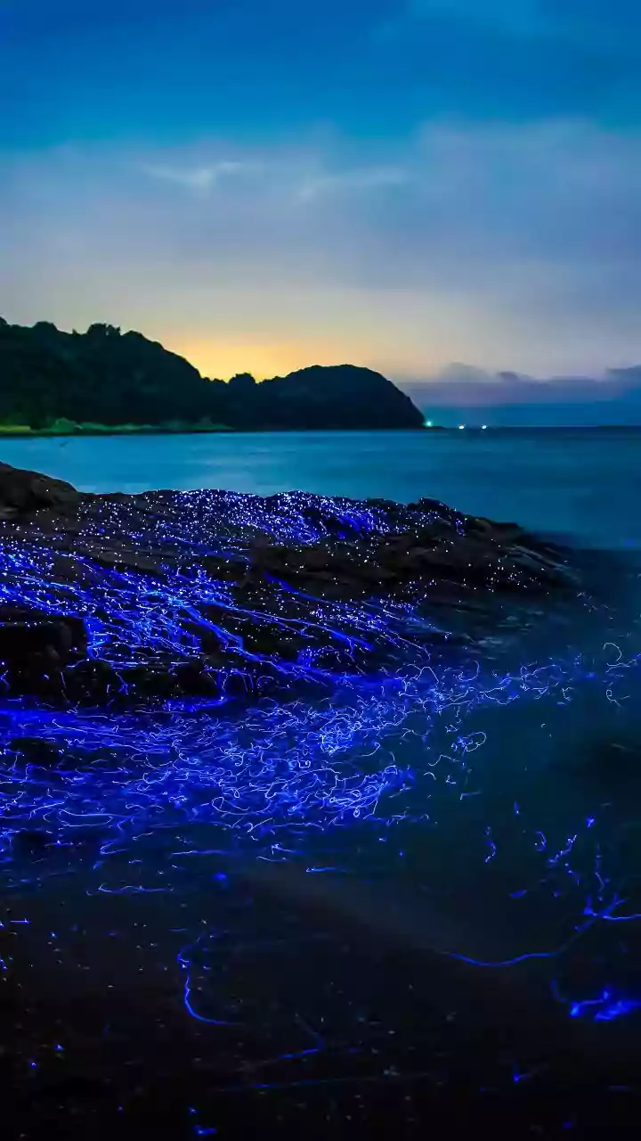 A bioluminescência marinha em risco devido ao aquecimento global