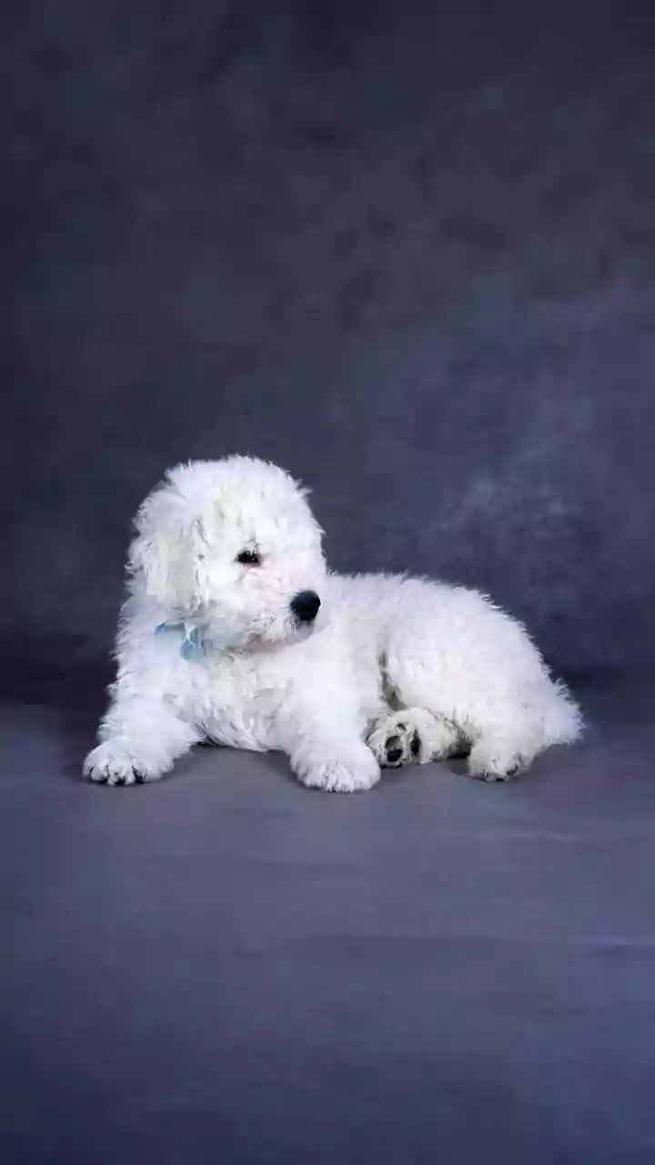Cachorro com nós no pelo? Este item da sua cozinha resolve o problema