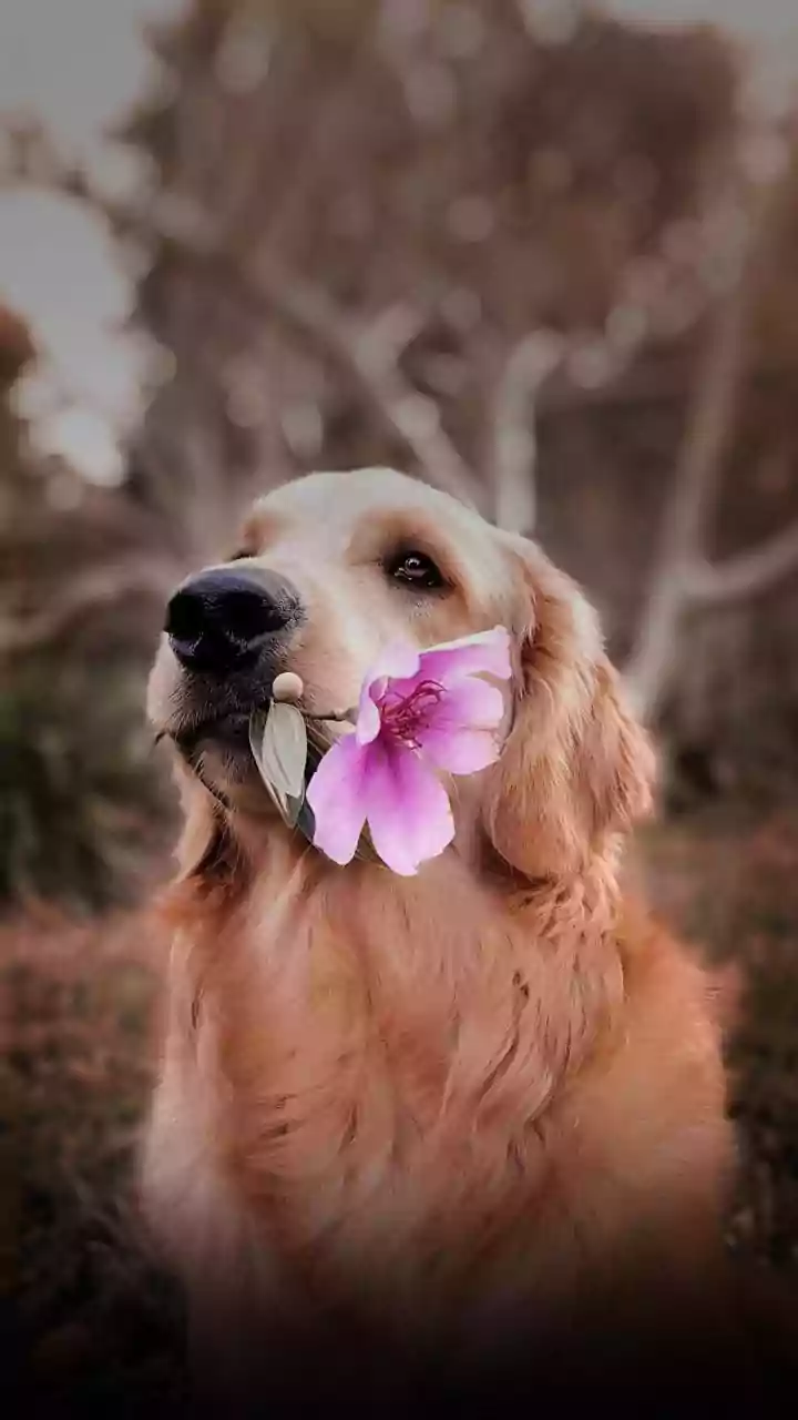 Why Gen Z Treats Dog Mental Wellness As Absolute Priority