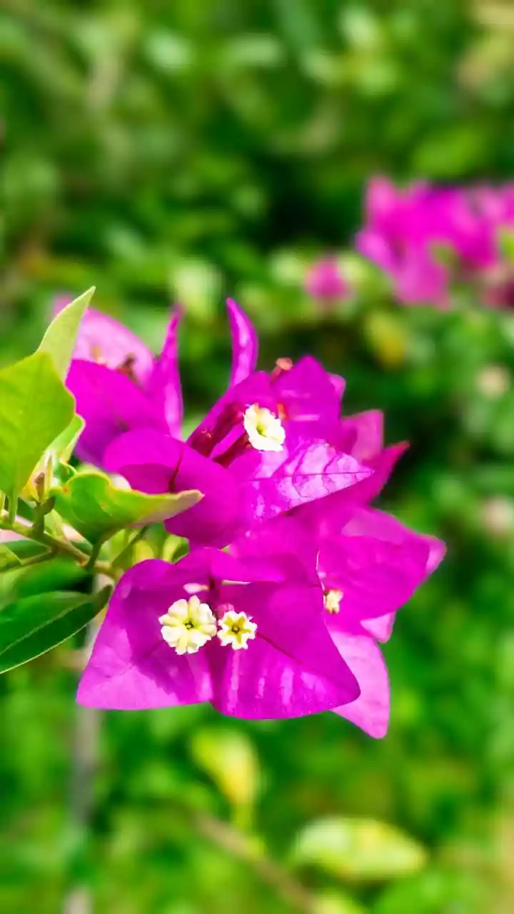 Bougainvillea Along A Garden Boundary: A Guide To Tropical Home Garden Plants
