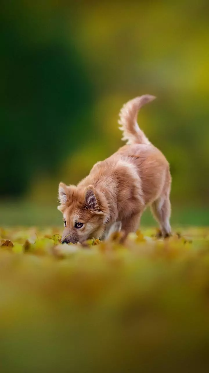 Leaf-pile reels trend as Indie dogs enjoy winter zoomies