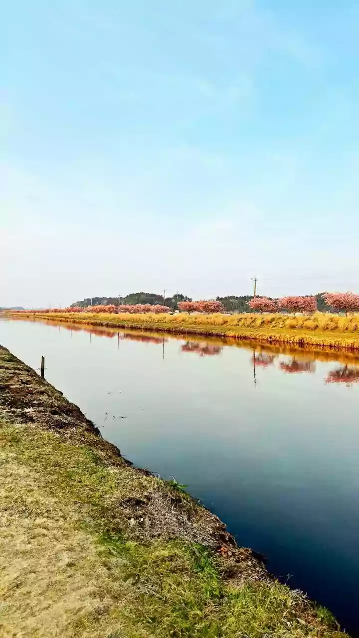 MP News: Left For Market 3 Days Ago, 30-Year-Old Woman Found Dead, Semi-Naked Near Canal In Jabalpur