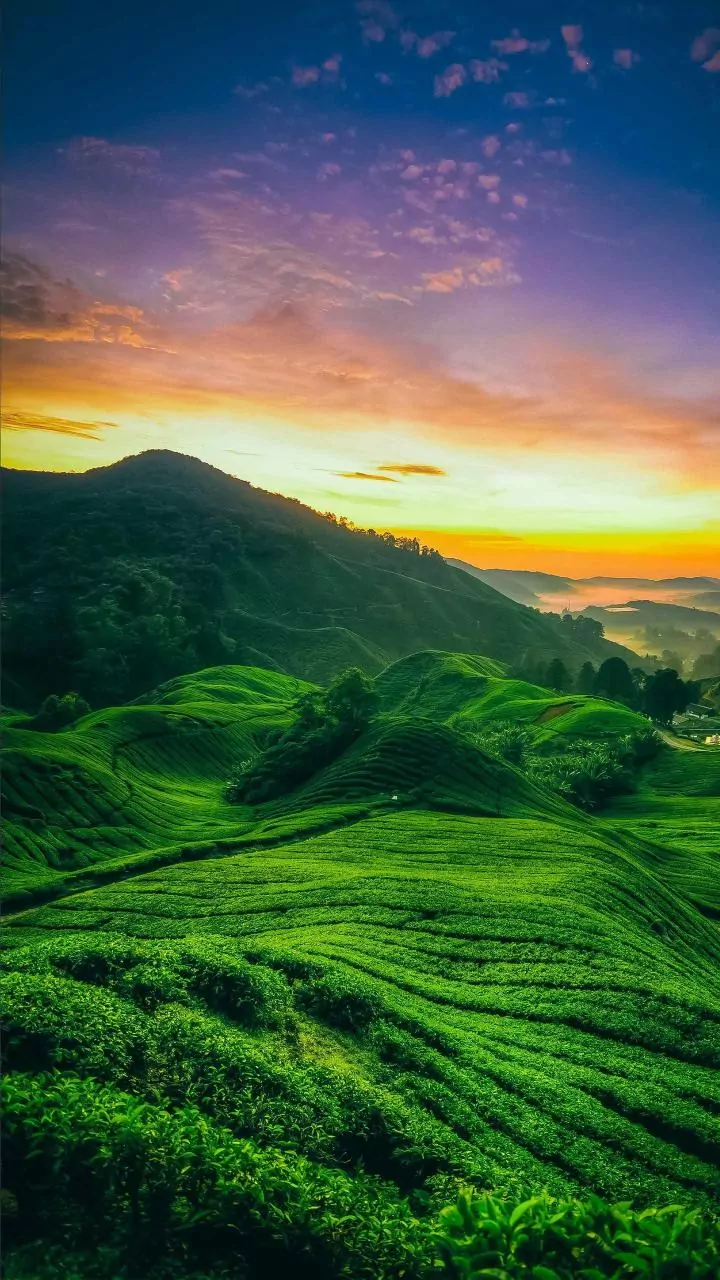 Why Summer May Be The Most Beautiful Time To Experience Assam