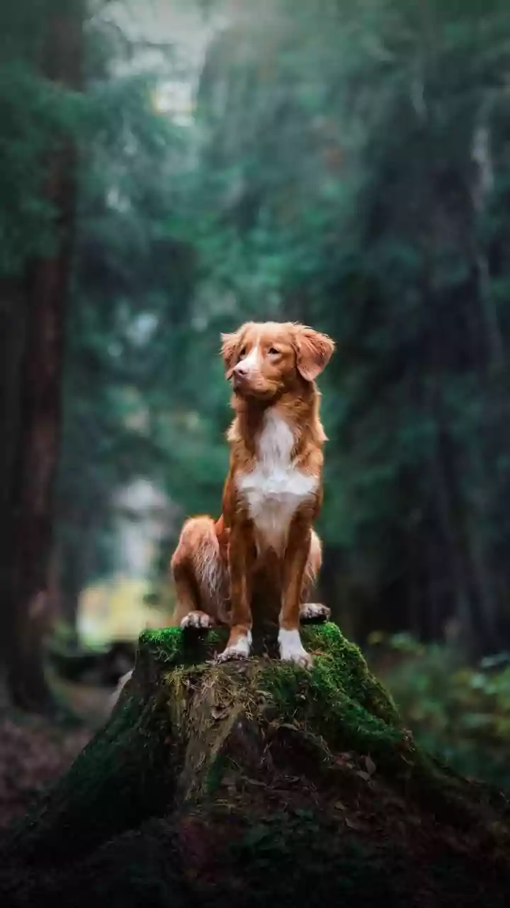 Canine Distemper: A Serious Threat to Your Dog's Health